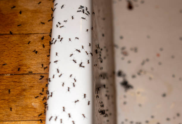 Best Local Pest Control Services  in Bonners Ferry, ID